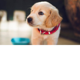 [update] doguinho morrido. ;-;;