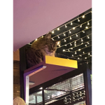 footsteps for cats