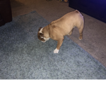 Love the puppies