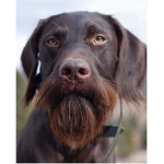beardys