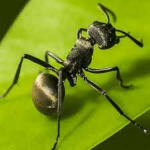 German ant protection group