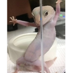 Small froggys