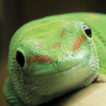 Geckotheque
