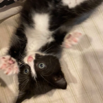 CatHead_Blck