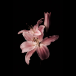 The flower-studio