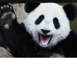 Panda RBX obby