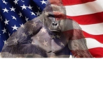 Gorilla HQ