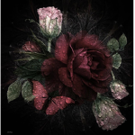 crimson roses<3