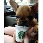 Frappé Pups