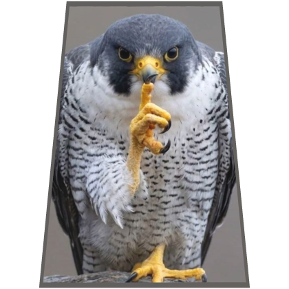 Hawk Mogging Cape