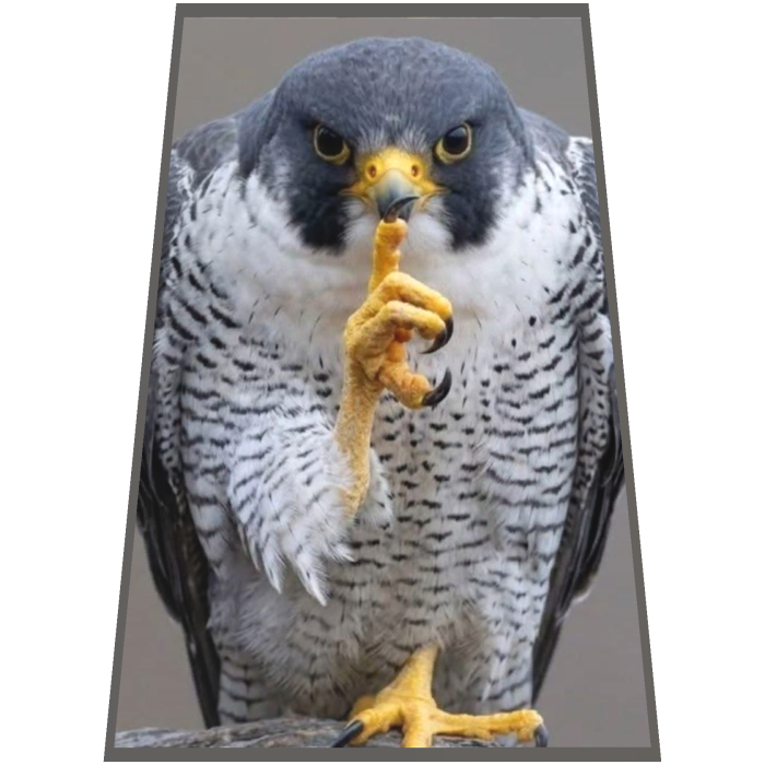 Hawk Mogging Cape