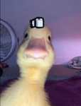 Ducklings are da best clan