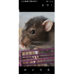 THE_RAT_CULT