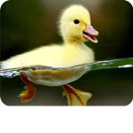 les canard