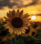 _Sunnyday_