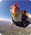 The chicken of all chickens