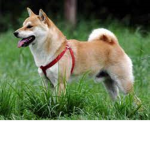 Chili shiba dog