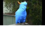 Lallalalalallalalalallalalalalalkshjnjfd ,jvvbverj
