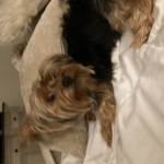 The lil dog