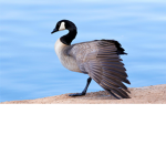 the british goose and duck army