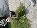 Pug lads