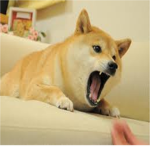 DOGE ARMY!!!!!!!!