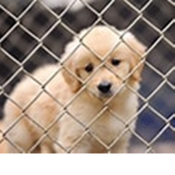 Donate to save this puppy!