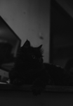The Midnight Gangsters