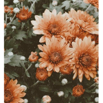 ʚɞ Sunshine Garden ʚɞ