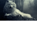 Wolf feel the wild