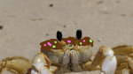 Chocolate Crab studios