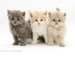 Kitty Masters