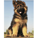 The Puppy Clubs