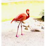 Flamingo girl’s