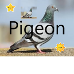 I like pigeons