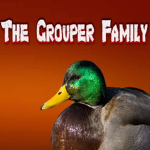 The Grouper Family