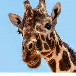 Giraffen_rblx_gang