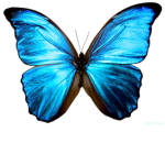 Morphos