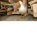 Soy un pato xd