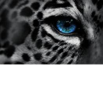 Cheetah puffs