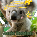 .cute koalas.