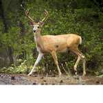 Deer empire incremental group