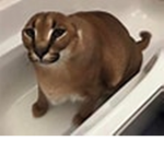 OOFY2