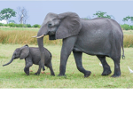 save the elephants!