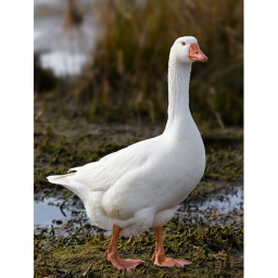 The museum of Geese