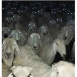 SLEEP TIGHT