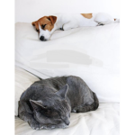 Cat + dog fans