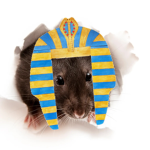 Egyptian rats