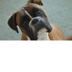 boxer dogs