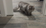 I GATTI DISSOCIANTI